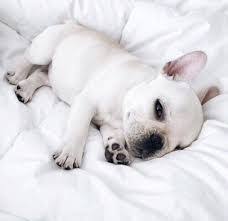 Image Result For Tumblr Puppy White Aesthetic Puppies Animals Baby Animals