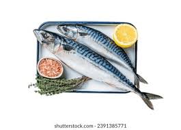 Image result for Scomber spp.