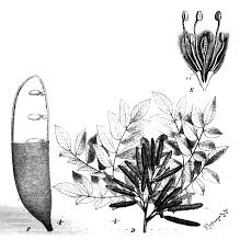 Image result for Erythrophleum