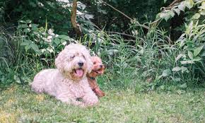 See sunshine acres goldendoodle puppies for sale where temperament, personality, and health are the foundation of our goldendoodle breeding program. Teddy And Graham Doodles Teddy And Graham Doodles