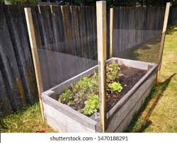 Diy raised garden bed with privacy wall. Raised Bed Garden Fence Protection Cats Stock Photo Edit Now 1470188291