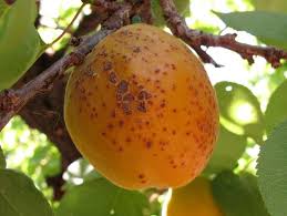 The apricot tree is has an erect growth habit and a spreading canopy. Fruit Pests Apricot Usu