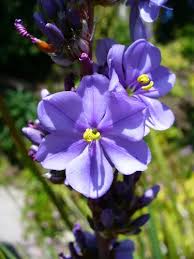 Image result for Aristea