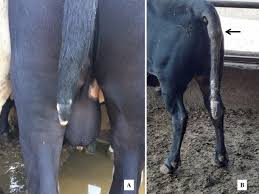 Image result for Ergotism