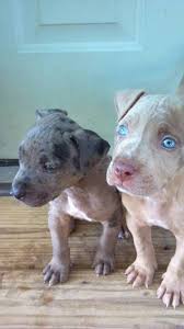Babies Pitbull Terrier Dogs And Puppies Animals