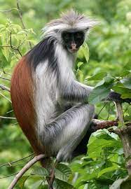 Zanzibar 2007 Photo Page Cute Wild Animals Primates Pet Birds