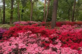 Überwachsene sträucher, die größer als die menschliche größe sind und mit leuchtenden blüten. Rhododendronpark