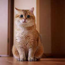 Hosico Cat On Instagram Who S There Love Instagood Cute Beautiful Cat Pet Catsofinstagram Cats Kitty K Cats Beautiful Cats British Shorthair Cats