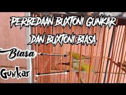 Perbedaan Pleci Buxtoni Gunkar Ori Gunung Karang Bawah Pleci Buxtoni Biasa Sumatra Youtube