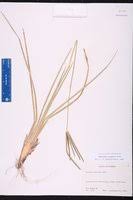 Image result for Eustachys paspaloides