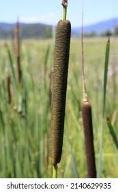 Image result for Typhaceae