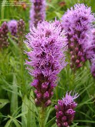 Plantfiles Pictures Gayfeather Blazing Star Button Snakeroot Rosea Liatris Spicata 1 By Willmetge Liatris Perennial Bulbs Flowers