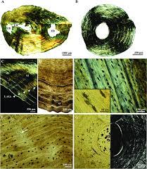 We did not find results for: Bone Histology Of The Caudata A Mid Diaphyseal Cross Section In Download Scientific Diagram