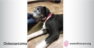 As a result, the symptoms differ wildly and depend on which system is affected. Osteosarcoma The National Canine Cancer Foundation