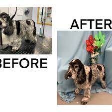 We think it should be easy and affordable to keep your dog healthy and clean. Posh Pets Grooming Posts Facebook