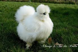 Poule Soie Dans Le Jardin Une Des Figures De L Elevage Elle Est A L Origine De La Souche Des Blanches Barbues Grande Race Poule Poulesoie Soie Bla Animals