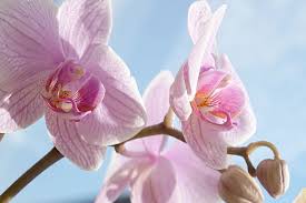 Oggi vedremo insieme come realizzare all'uncinetto un. Orchidea Phalaenopsis Consigli Per Coltivarla Community Lm