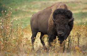 Bison - Wikipedia