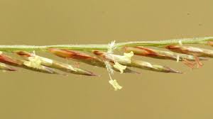 Image result for Pogonarthria