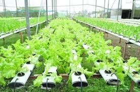 2 801 просмотр • 11 мар. Setup A Hydroponic Garden In Your Backyard Visihow