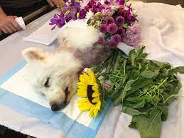 Pets, dogs especially, can help seniors meet new people or regularly connect with friends and neighbors while out on a walk or in the dog park. Dealing With Your Dog S Death Some Lessons I Learnt After Losing My First Dog Drsiew Com