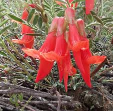 Image result for Lessertia falciformis