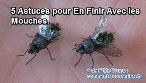 Si vous êtes beaucoup gêné par les mouches de fruits, voici une vieille recette de piège laiteux sucré pour elles. 5 Astuces Pour En Finir Avec Les Mouches