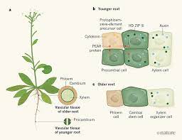 Apple stem cells also act on the dormant hair follicles, stimulate them and aid healthy hair growth. Plant Thickening Mechanisms Revealed