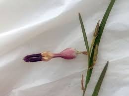 Image result for Ceropegia arenarioides