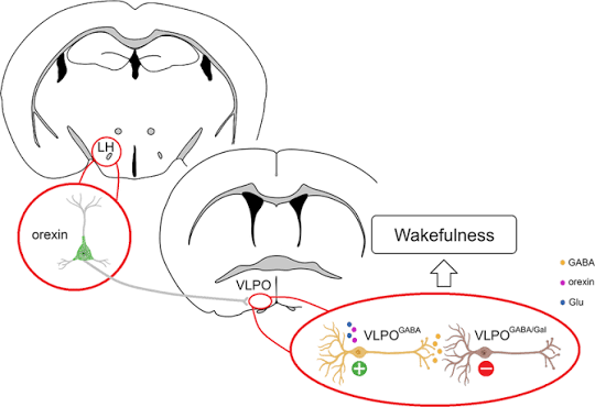 Orexin neurons promote wakefulness by inhibiting sleep-promoting... | Download Scientific Diagram
