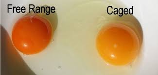 can you tell a healthy chicken from the egg yolk color