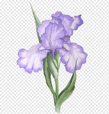 Starting at the top left hand section of the flower, start putting in the shadow areas with a mix of cobalt blue and burnt sienna. Iris Versicolor Iris Lacustris Iris Flower Data Set Weight Loss Graphics Watercolor Painting Purple Violet Png Pngwing