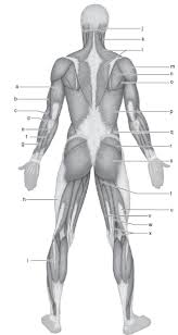 When you first get the list of muscles you however, once you know that muscle names are latin phrases, you can use them as shortcuts to help you find and learn the muscles faster and more. Solved Identify Each Of The Lettered Muscles In This Diagram O Chegg Com