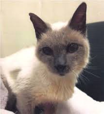 En effet, s'il est vrai, comme on dit, que les chats ont sept vies, ce chat de 26 ans est toujours un chasseur fort et habile. Record Chat Age Le Chat Le Plus Vieux De France