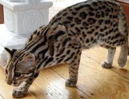 Kucing ini dikembangbiakkan untuk terlihat seperti kucing hutan eksotis seperti macan tutul, ocelot kucing liar ini adalah yang paling umum dan merupakan spesies kucing liar yang tersebar luas di dunia. Kucing Hutan Untuk Dijual Di Sabah Flauschige Katzen