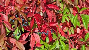 Ihr im herbst pilze gesammelt? Gartentipps Fur Oktober Das Ist Jetzt Zu Tun Ndr De Ratgeber Garten Gartenkalender