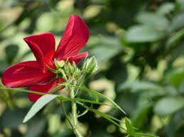 Image result for Abelmoschus