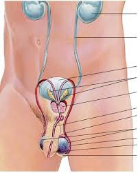 Male and female anatomy complete pack (textured). Biology Human Male Reproductive System Diagram Quizlet