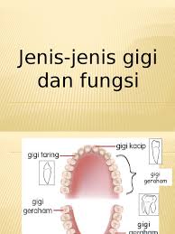 Maybe you would like to learn more about one of these? Jenis Gigi Dan Fungsinya Malaypaca