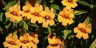 This plant is sticky, brightly colored and an ideal first flower that is not a lupine. Sticky Monkey Flower Golden Gate National Parks Conservancy