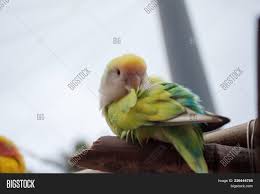 We did not find results for: Peach Faced Lovebirds Image Photo Free Trial Bigstock