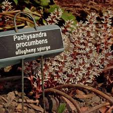 Image result for Oenanthe procumbens