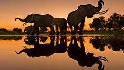 His work has been featured in numerous publications, both online and in print, as well as for major companies. Bbc Arts Bbc Arts A Walk On The Photographic Wild Side With Chris Packham