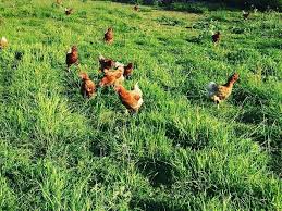 C'est prendre soin d'elles et de faire le maximum pour leur procurer une vie épanouissante. Pres De Bayeux La Ferme Cocotte Co Vend Ses Poules Et Aide La Recherche Contre Le Cancer La Renaissance Le Bessin