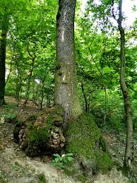 Image result for Quercus sp.
