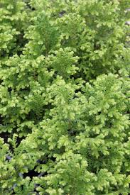 Image result for Selaginella chevalieri