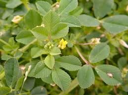 Image result for Medicago polymorpha