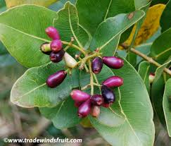 Image result for Syzygium cordatum