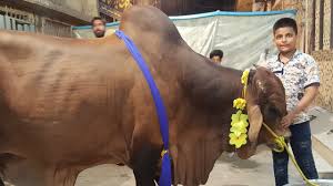 2015,camel qurbani ka sunnat camel qurbani,camel qurbani saith house part 2,qurbani,camel,dangerous camel qurbani,cow qurbani,camel qurbani youtube 2016,camel qurbani camel run,camel qurbani india,camel qurbani at bkra eid,camel qurbani saudia. Cholistani Bull For Qurbani Eid 2017 Part 2 Of Khobsoorat Bachra For Qurbani Eid 2017 2018 By Bakra Mandi Pakistan Official