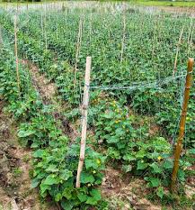 Do i have to move my melons further from my cucumbers? How To Grow Cucumber In Uganda